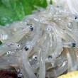 産地篠島でしか食べられない絶品の生シラス